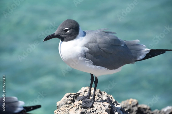 Obraz Gull Standing Poised on a Lava Rock