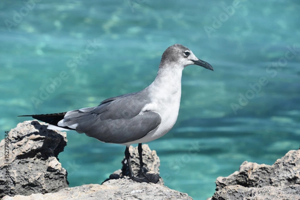 Fototapeta Lauhging Gull Standing on Lava Rock Over the Ocean