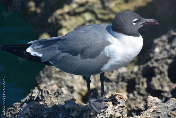 Obraz Lauhging Gull Up Close Side View