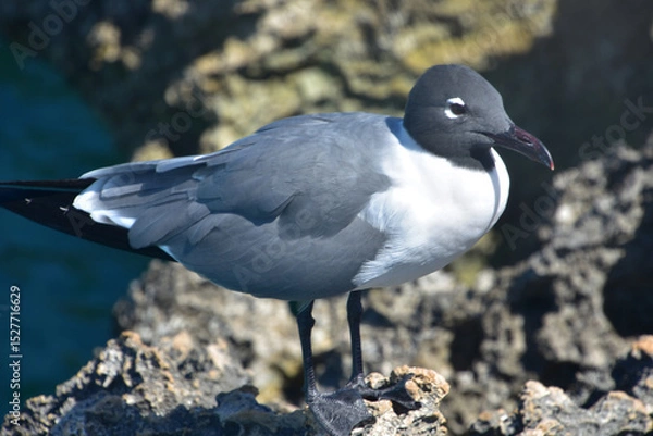 Obraz Laughing Gull Up Close and Personal in Aruba