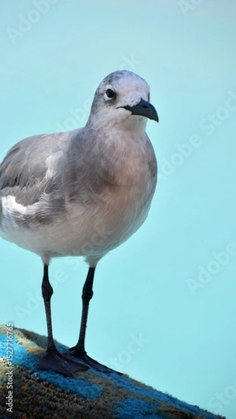 Obraz Laughing Gull Standing on a Pier in Aruba
