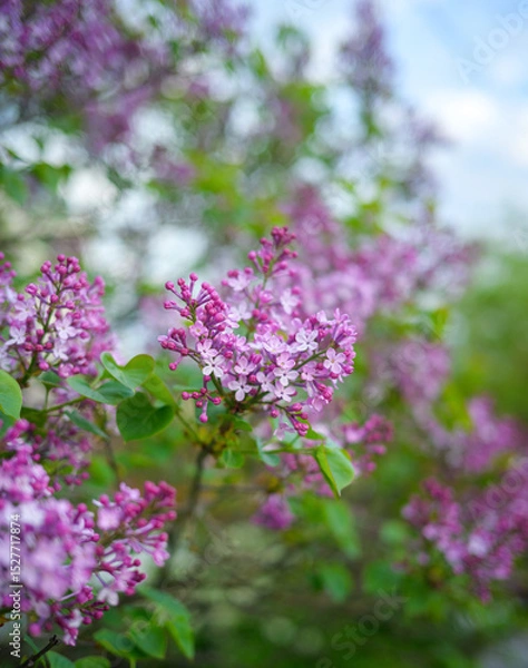 Fototapeta Close-up lilac flowers at spring. Shallow depth of field.