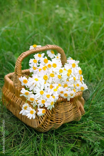 Fototapeta Summer floral background. Chamomile flowers in wicker basket close up on meadow, natural background. Useful medical plants harvest. beautiful image of wild nature with flowers. template for design