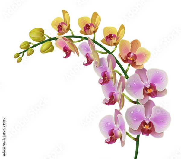 Fototapeta Close up of a stem with yellow and pink orchids with water droplets on a black background image view