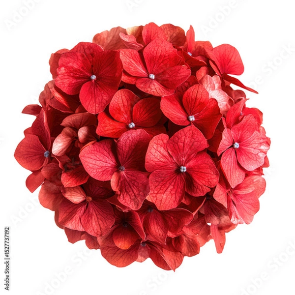 Fototapeta A close up view of a red hydrangea flower head with small petals and a dark background behind it