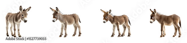 Fototapeta Collection of cute baby donkeys, isolated on a transparent background