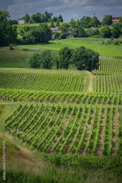 Obraz Vibrant vineyards stretch across the landscape of Saint-Emilion, rich in greenery and life during springtime, embodying the charm of the Bordeaux wine route.