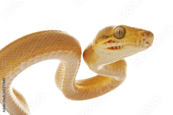 Obraz Amazon tree boa