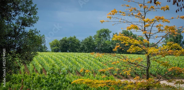 Obraz Lush vineyards stretch across the landscape in AOC Saint-Emilion, with a striking autumn tree showcasing vibrant colors against a backdrop of green grapevines and overcast skies.