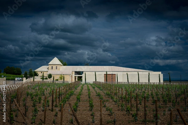 Obraz Spring brings vibrant life to the vineyards of Chateau Belai-Monnange in Saint-Emilion, Bordeaux. Grape plants stretch across the landscape beneath a moody sky, hinting at the vineyard's promise.