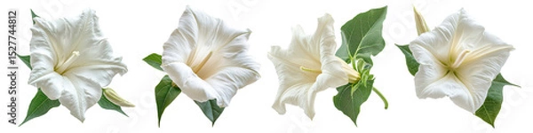 Fototapeta Collection of datura flowers, isolated on a transparent background
