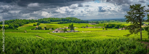 Obraz Lush vineyards stretch across the landscape of AOC Saint-Emilion in Saint-Laurent-des-Combes, with vibrant green rows of grapevines under a moody sky, showcasing a serene countryside atmosphere.