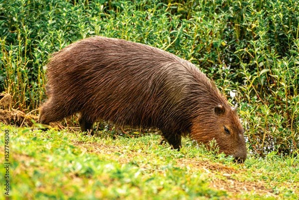 Fototapeta Capibara's grazing in the Horto Florestal Park in São Paulo, Brazil