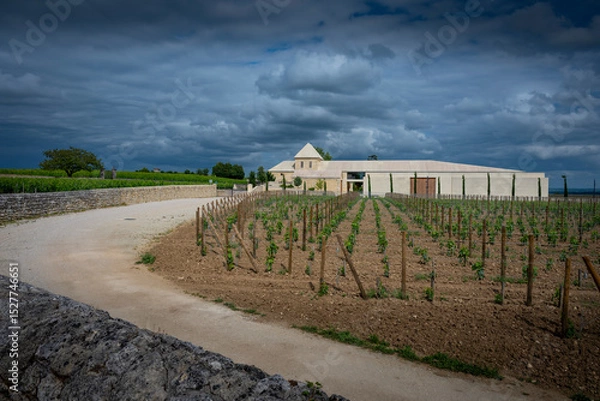 Obraz Springtime reveals lush vines at Chateau Belair-Monnange in Saint-Emilion. Dark clouds loom over the Bordeaux vineyard, enhancing its serene beauty and rich landscape.