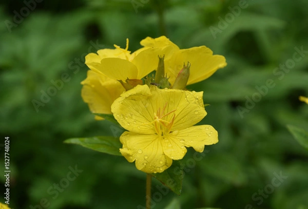 Obraz Yellow Flowering Evening Primrose Flowers in Bloom