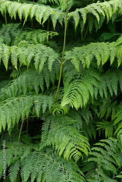 Obraz Dense ferns dominate the foreground, creating a rich green tapestry. Sunlight filters through, casting soft shadows in the peaceful, secluded forest area.