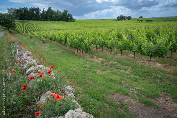 Obraz Bright red poppies adorn the grassy area beside a rustic stone wall in the Bordeaux wine region. Spring brings life to the vineyards of Saint-Emilion, enhancing the landscape.