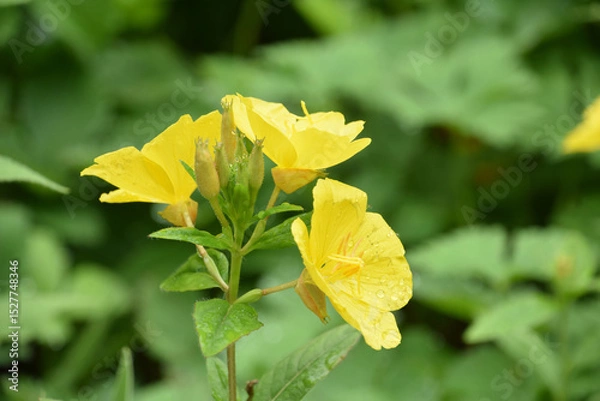 Obraz Garden with Flowering Evening Primrose Plant