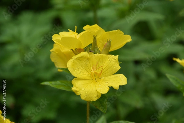 Obraz Dew Drops on the Petals of a Flowering Evening Primrose