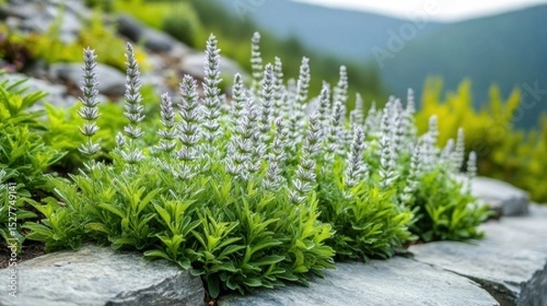 Fototapeta Close-up of drought-resistant shrub varieties with green leaves and white flower spikes growing among rocks in natural outdoor setting