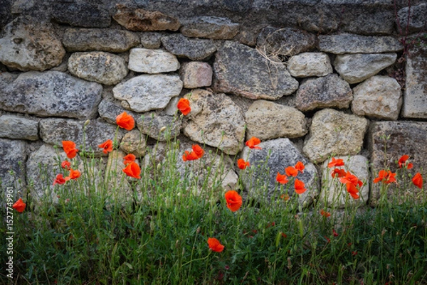 Obraz Bright red poppies adorn the grassy area beside a rustic stone wall in the Bordeaux wine region. Spring brings life to the vineyards of Saint-Emilion, enhancing the landscape.
