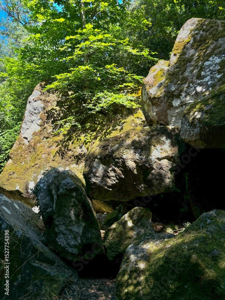 Obraz Old stone covered with moss background texture.