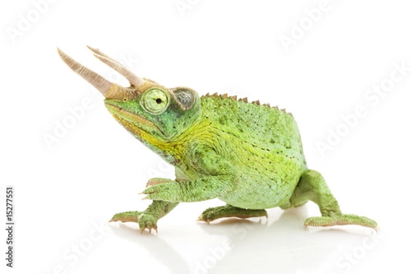 Obraz Jackson ¯s Chameleon