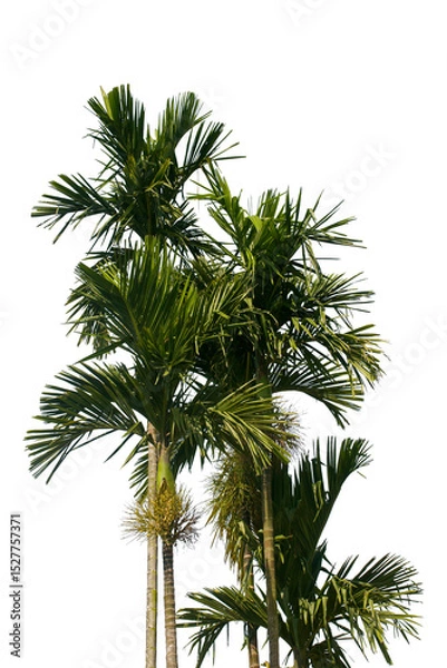 Fototapeta Realistic areca palm tree isolated on white