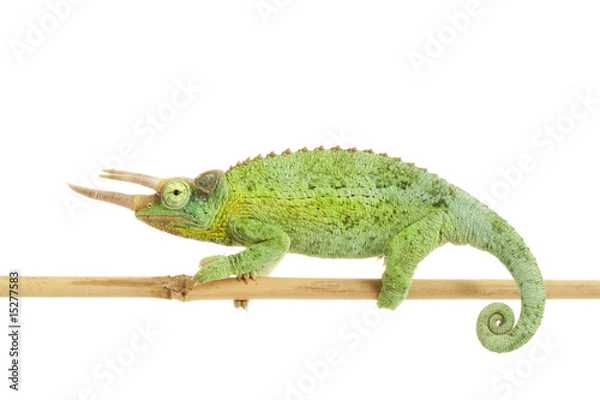 Obraz Kameleon Jacksona