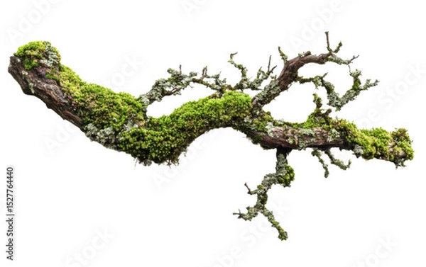 Obraz Mossy branch with green moss growing on it