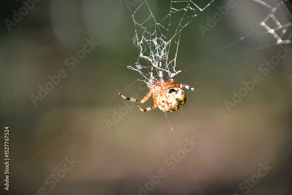 Fototapeta Orb Weaver in the Center of a Web