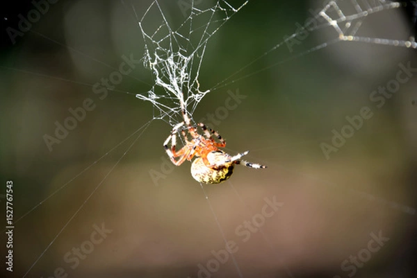 Fototapeta Marbled Orb Weaver Spider in an Intricate Web
