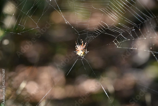 Fototapeta Orbweaver Spider Spinning a Complex Web