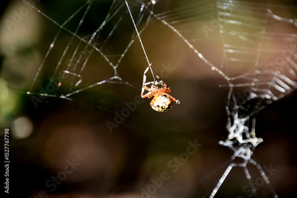 Obraz Thread Coming Out of an Orbweaver Spider