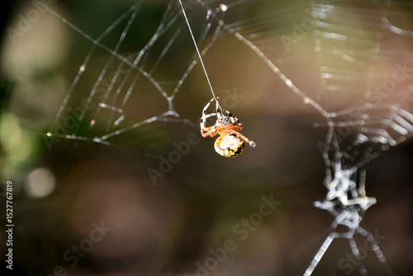 Obraz Orb Weaver Spider Weaving a Large Spider Web