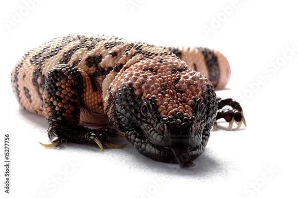 Obraz Gila monster