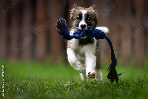 Fototapeta Border Collie female crossbreed playing with a toy in the garden