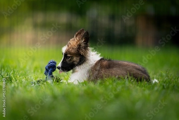Fototapeta Border Collie female crossbreed playing with a toy in the garden