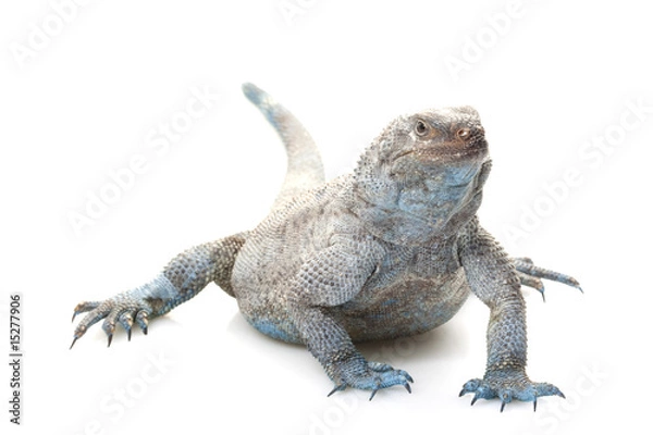 Obraz Angel Island Chuckwalla