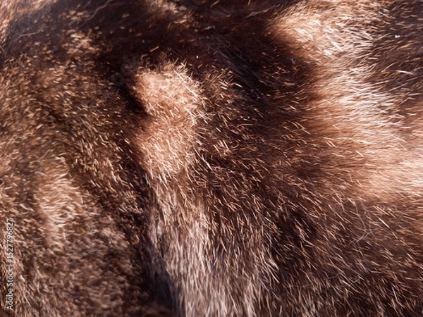 Obraz Background - texture of fur. Striped grey cat
