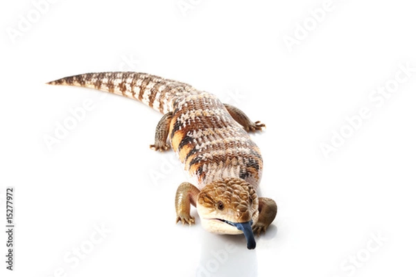 Obraz Eastern Blue-tongued Skink
