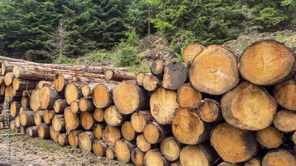 Obraz Forest firewood wooden trunks background panorama - log trunks pile with fir and spruce trees. logging timber wood industry.