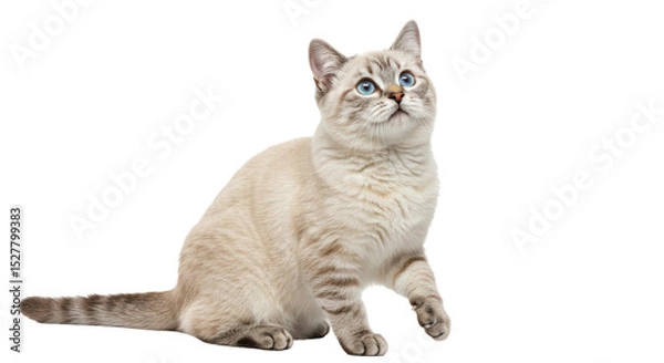 Obraz Isolated Cat with Blue Eyes Looking Up