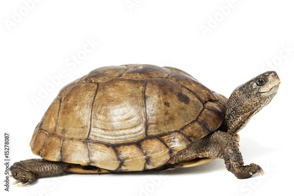 Obraz Coahuilan Box Turtle