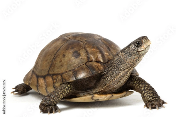 Obraz Turtle Coahuilan Box