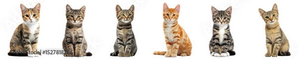 Fototapeta Set of cute cats sitting in a row with different fur patterns isolated on transparent background