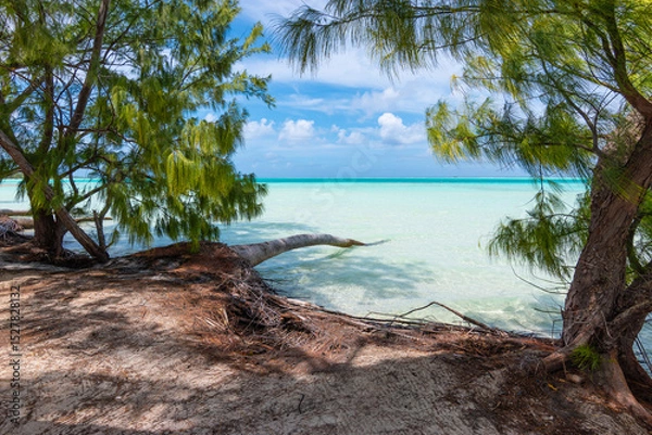 Fototapeta Tropical Beach with Pine Trees on Fakarava Atoll, French Polynesia Lagoon Landscape