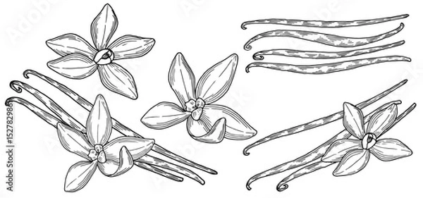 Fototapeta Vanilla hand drawn composition set. Beautifully detailed black and white drawing of vanilla beans and flowers collection. Ink sketch illustration for branding and package design. Clip art spice. 