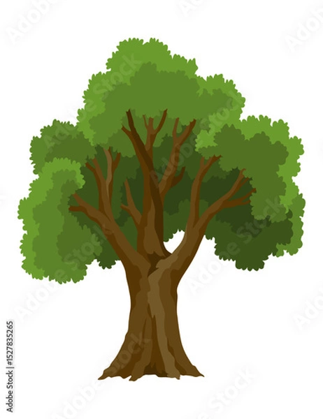 Fototapeta Kind of tree icon . Deciduous plant. Green crowns and lush foliage with natural brown trunks and branches. Vector cartoon illustration