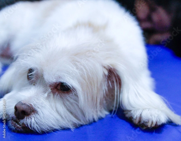 Obraz cachorro branco